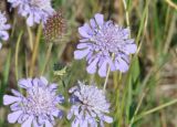 Scabiosa comosa. Соцветия и соплодие. Иркутская обл., Усть-Ордынский р-н, долина р. Куда. 14.08.2014.