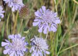 Scabiosa comosa