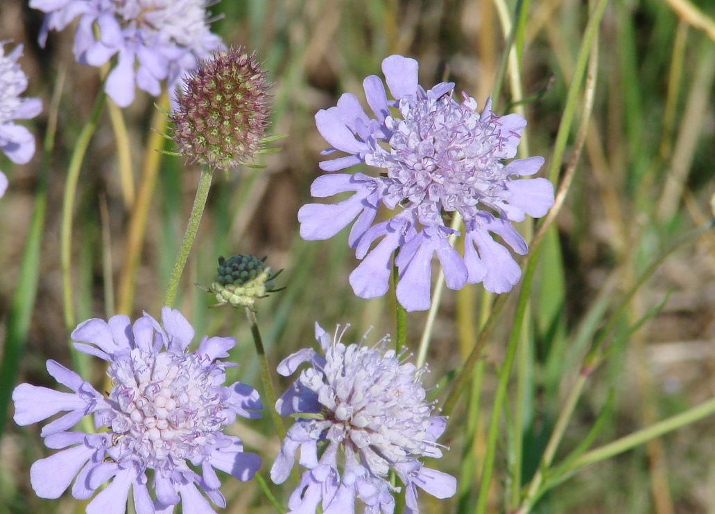 Изображение особи Scabiosa comosa.