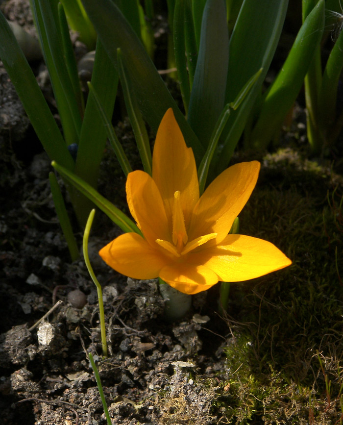 Изображение особи Crocus flavus ssp. dissectus.