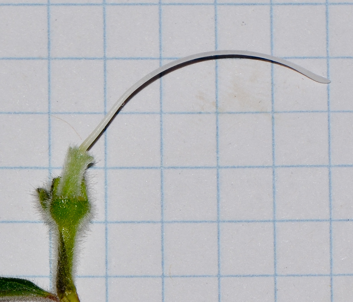 Image of Ceratotheca triloba specimen.