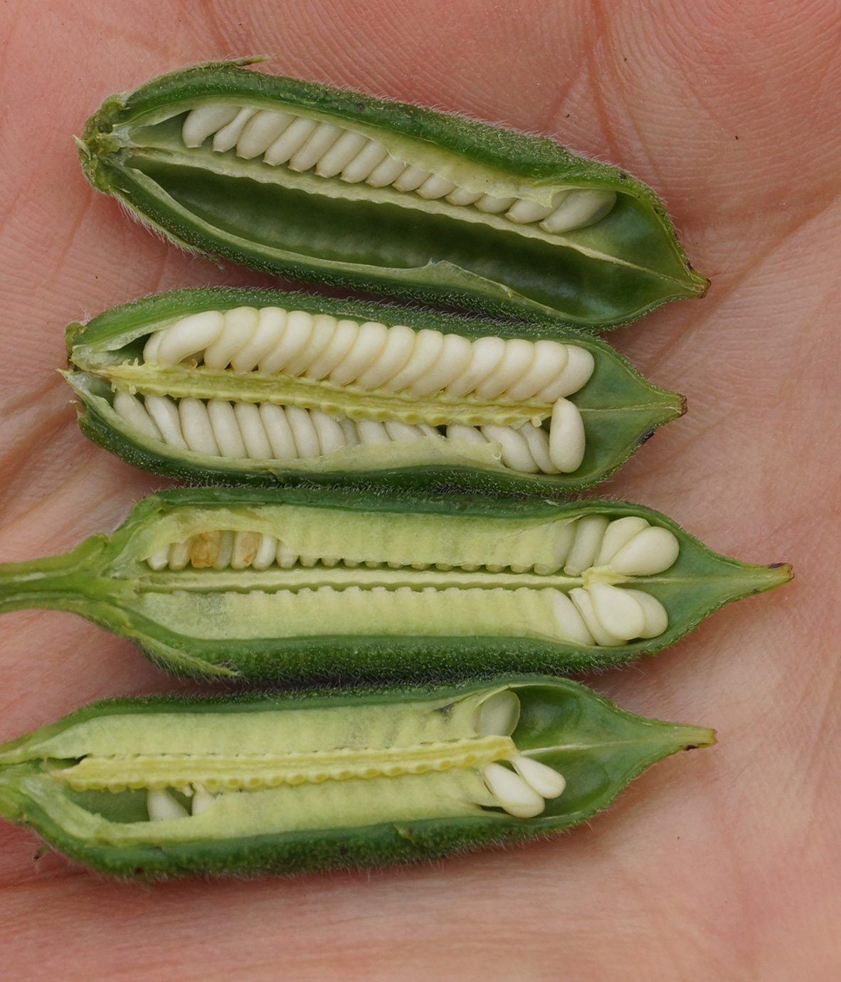 Image of Sesamum indicum specimen.