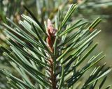 род Pinus