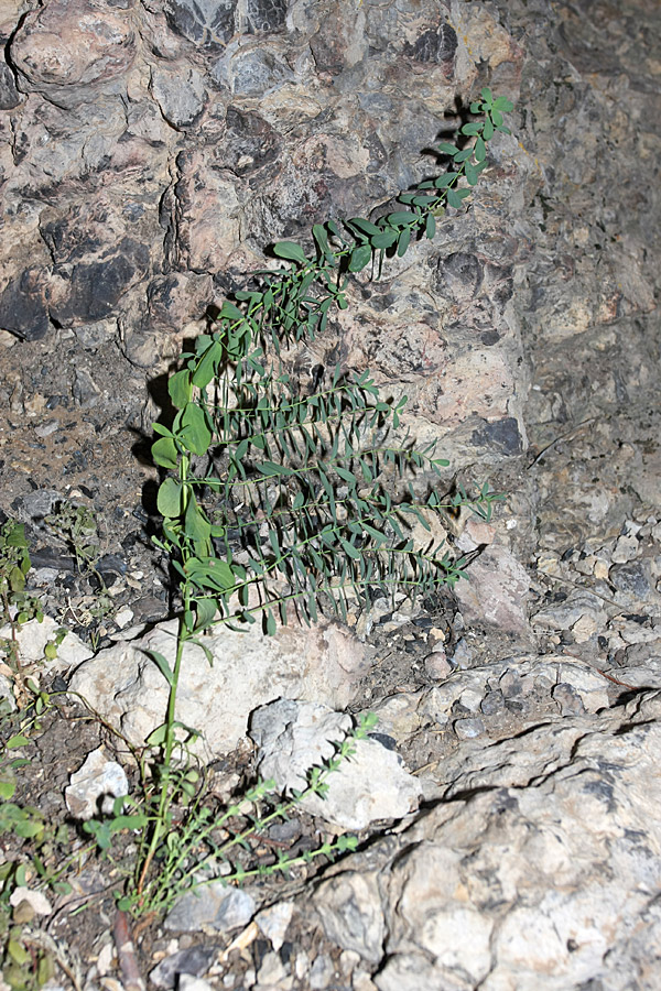 Image of Hypericum perforatum specimen.