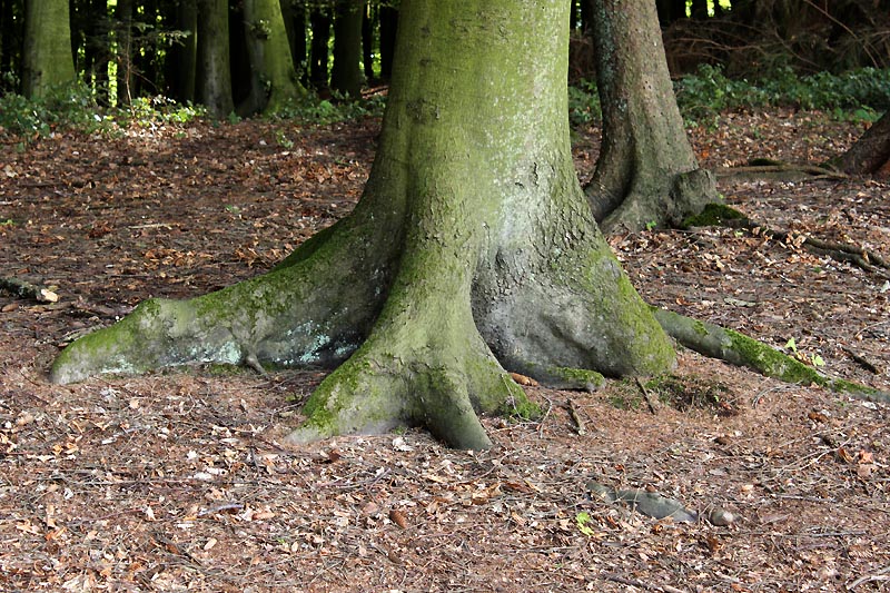 Изображение особи Fagus sylvatica.