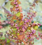 genus Symphoricarpos