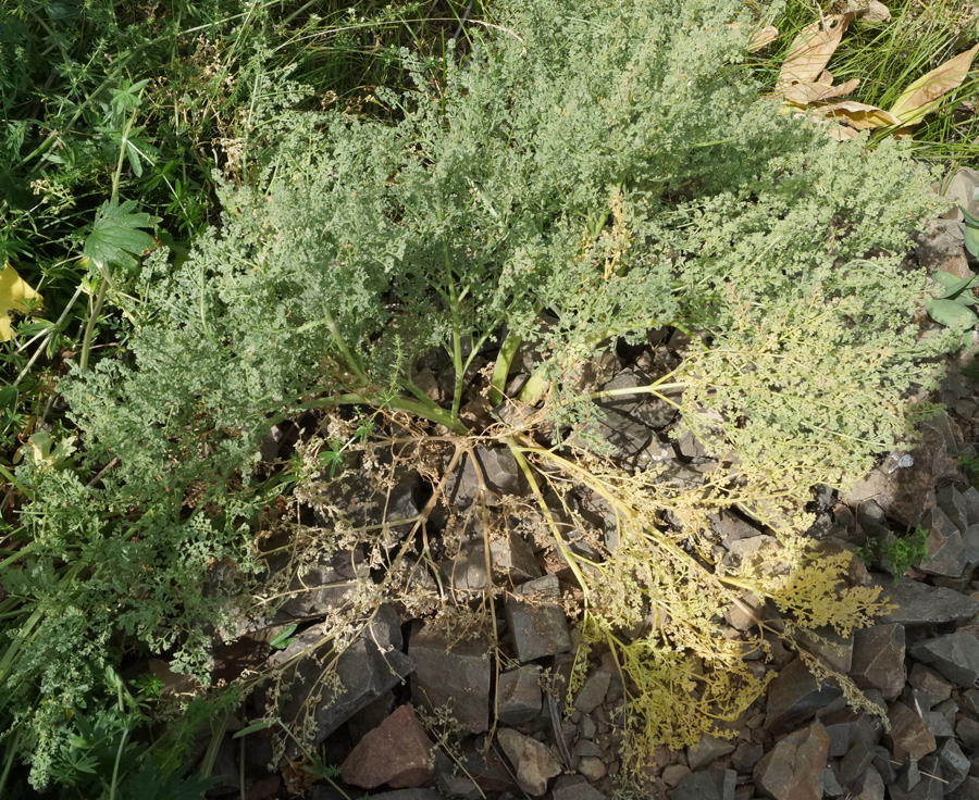 Изображение особи Ferula caspica.