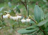 Chamaedaphne calyculata