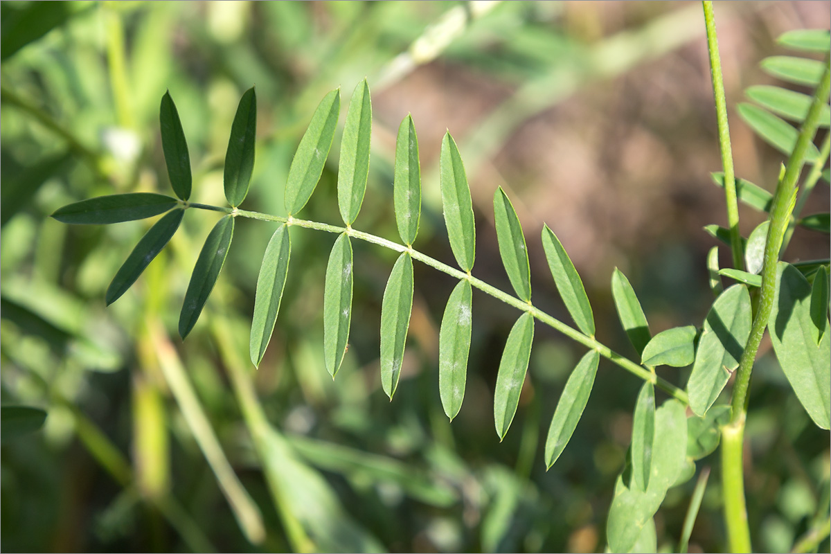 Изображение особи Onobrychis arenaria.