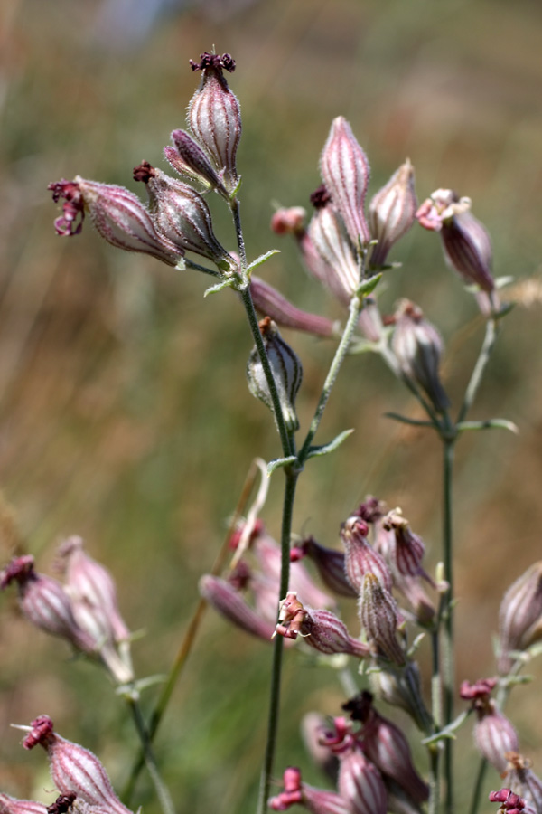 Изображение особи Silene brahuica.