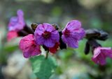 Pulmonaria obscura. Соцветие. Украина, Киев, заказник \"Лесники\", боровая терраса Днепра, лиственный лес. 8 апреля 2007 г.
