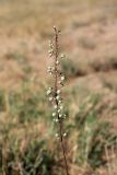 Eremurus tianschanicus. Верхушка плодоносящего растения. Южный Казахстан, Сырдарьинский Каратау, р-н перевала Куюк. 01.07.2015.