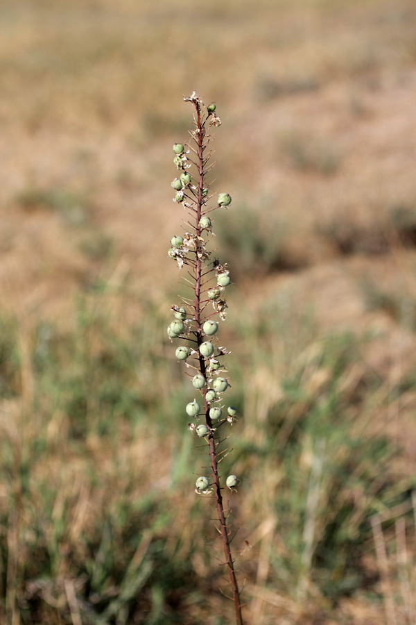 Image of Eremurus tianschanicus specimen.