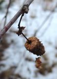 Betula pendula