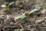 Fallopia convolvulus. Ювенильное растение. Север Кубани, станица Шкуринская, сорное в саду. 04.04.2016.