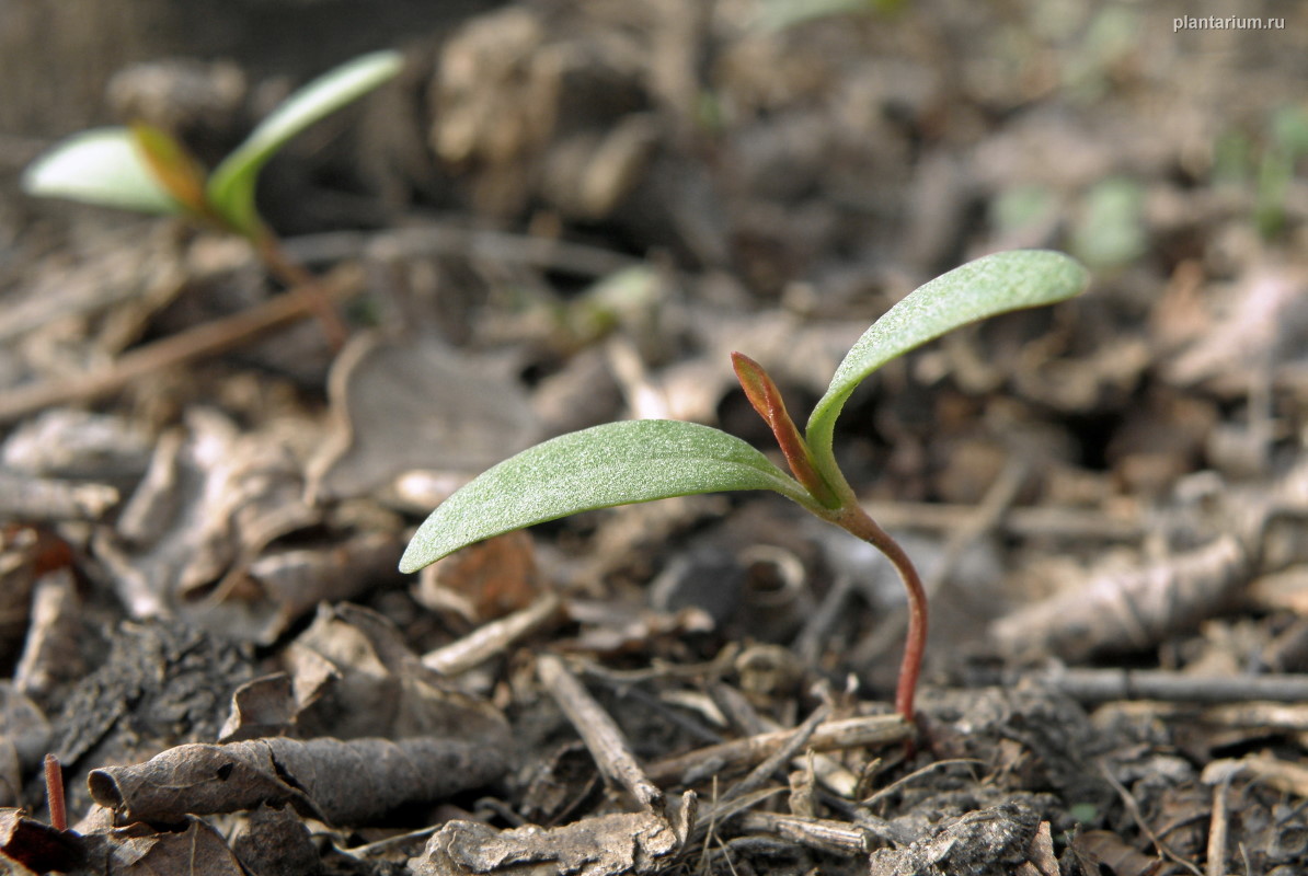 Изображение особи Fallopia convolvulus.