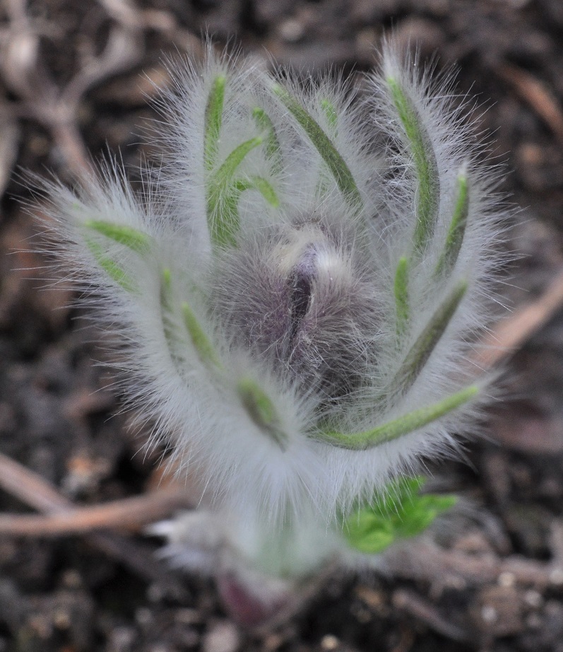 Image of Pulsatilla vulgaris specimen.