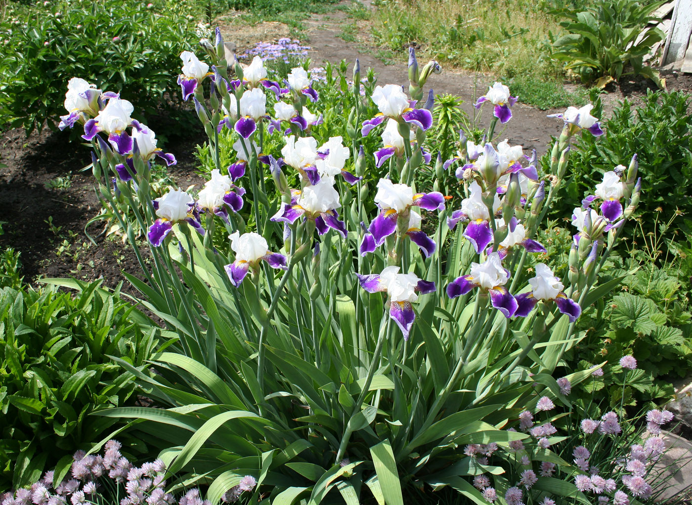 Изображение особи Iris &times; hybrida.