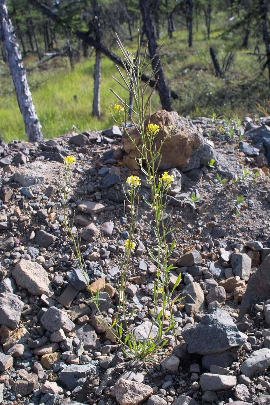 Image of Erysimum hieraciifolium specimen.