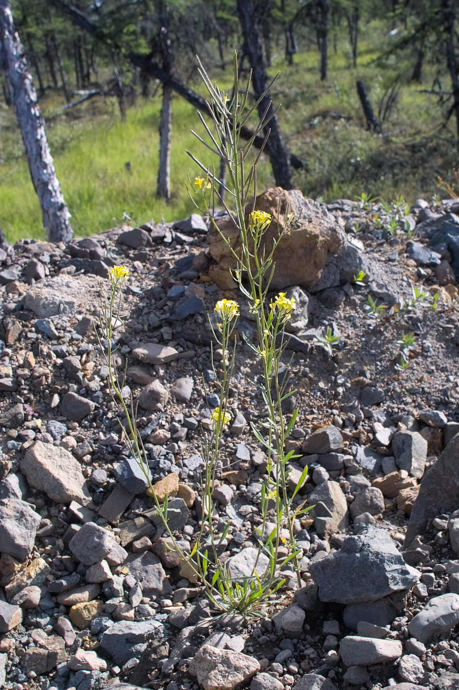 Изображение особи Erysimum hieraciifolium.