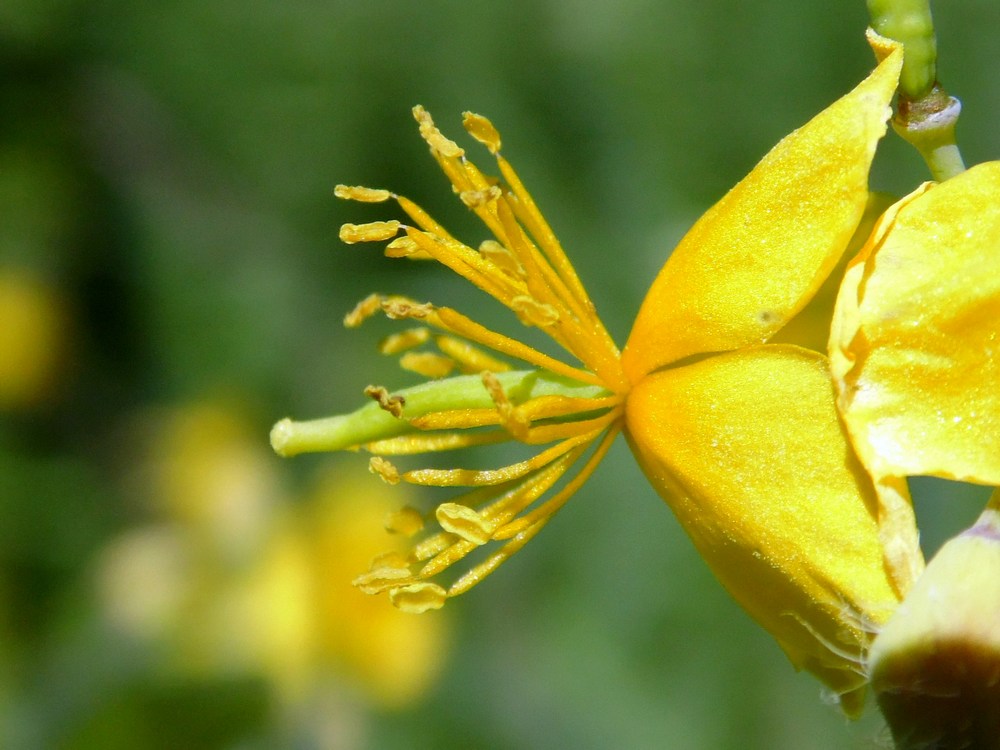 Изображение особи Chelidonium majus.