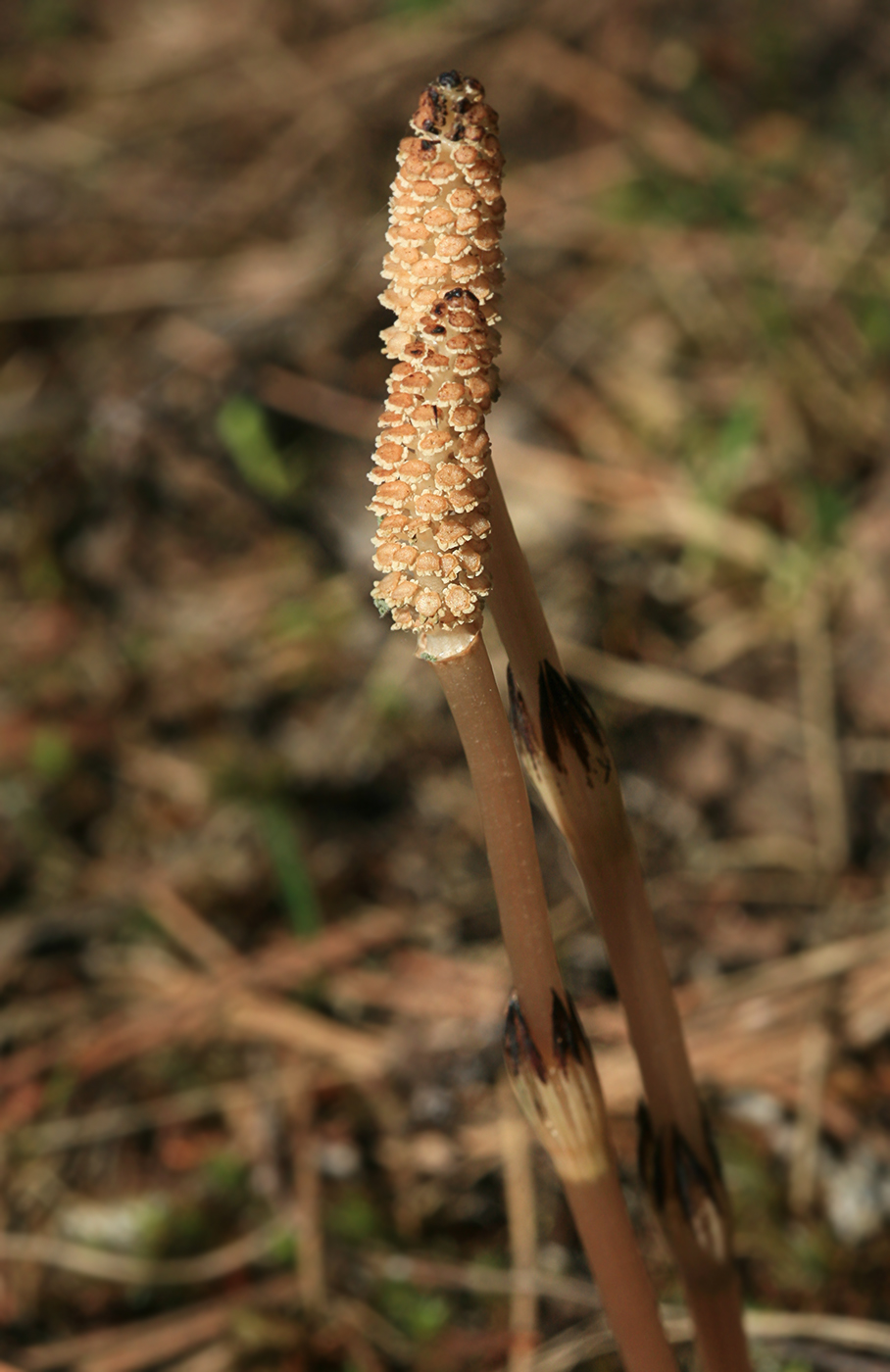 Изображение особи Equisetum arvense.