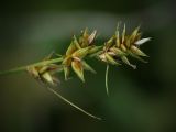 Carex spicata. Соплодие. Санкт-Петербург, Дудергофские высоты, луг на склоне южной экспозиции. 18.07.2009.