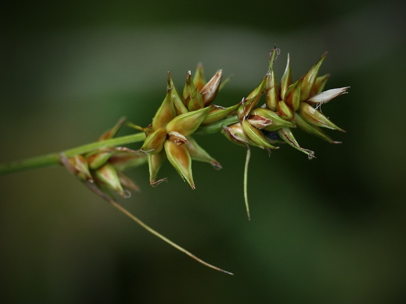 Image of Carex spicata specimen.