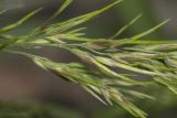 Poa bulbosa ssp. vivipara