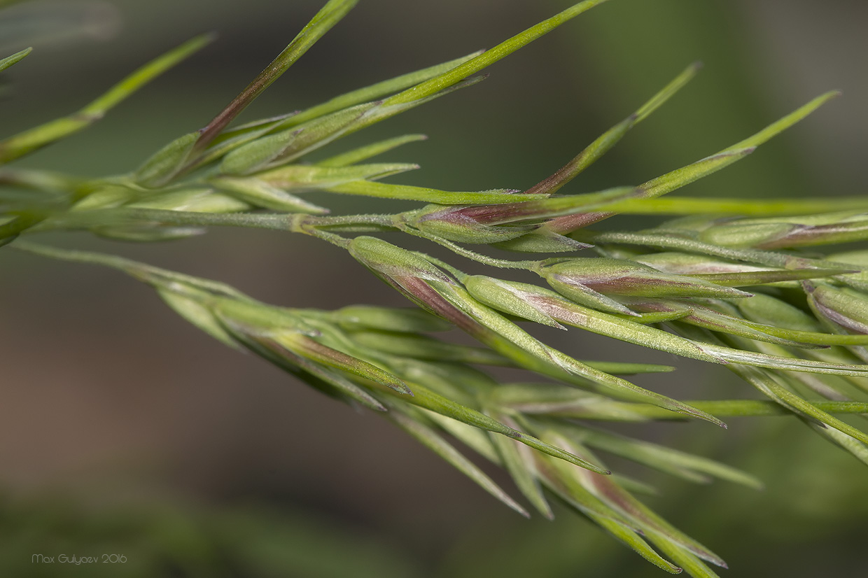 Изображение особи Poa bulbosa ssp. vivipara.