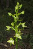 Platanthera chlorantha. Соцветие с цветками и бутонами. Крым, окр. Феодосии, хр. Тепе-Оба, нарушенная степь в междурядьях искусственного леса из сосны крымской с примесью лиственных деревьев и кустарников. 10 мая 2016 г.