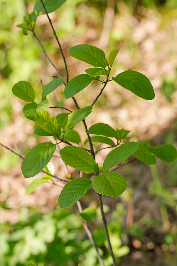 Изображение особи Frangula alnus.