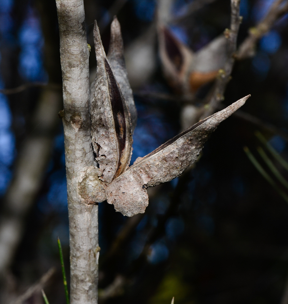 Image of Hakea orthorrhyncha specimen.