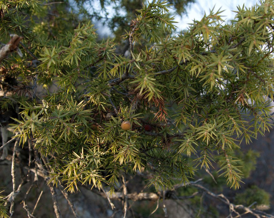 Изображение особи Juniperus deltoides.