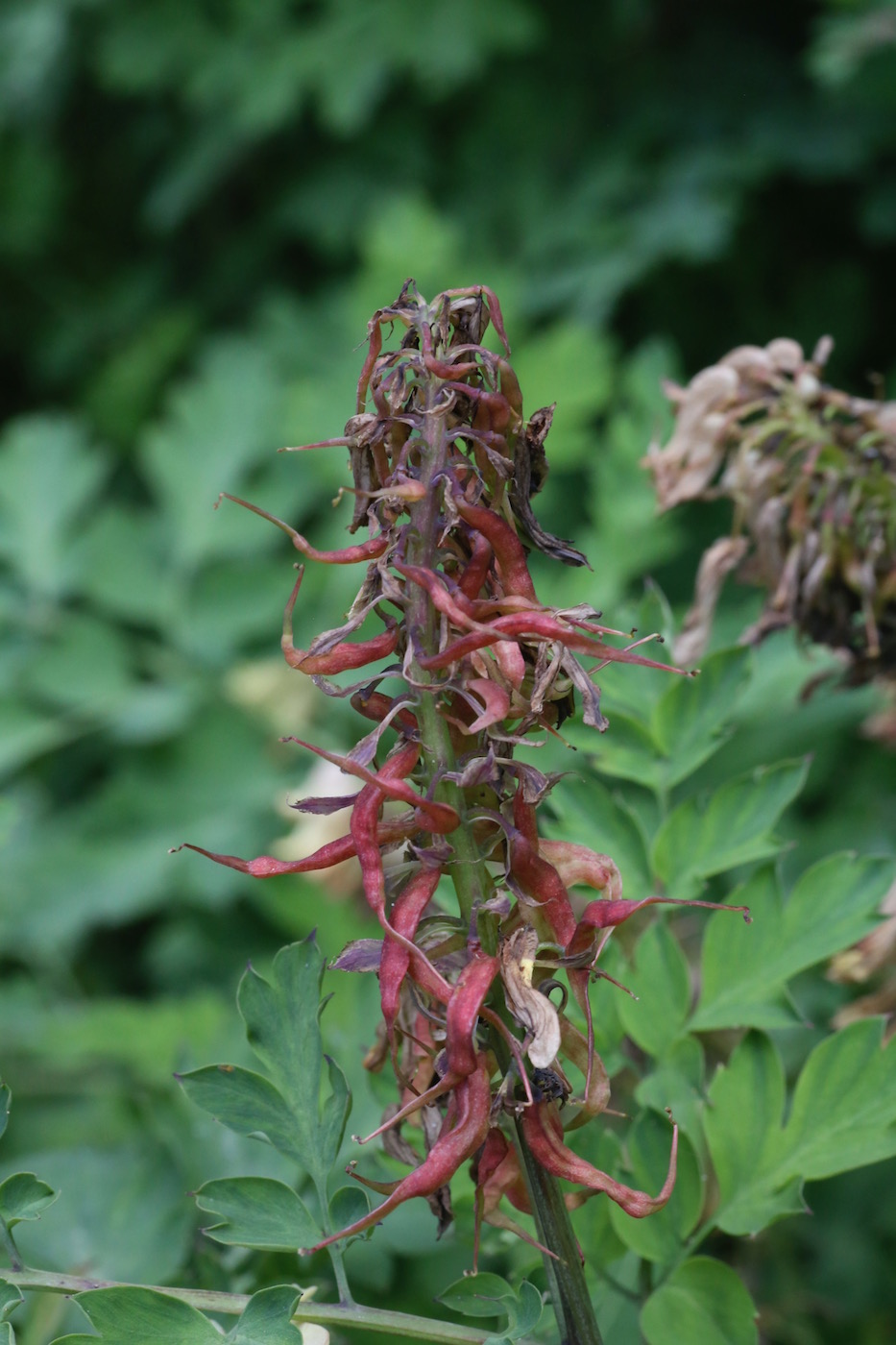 Image of Corydalis semenowii specimen.