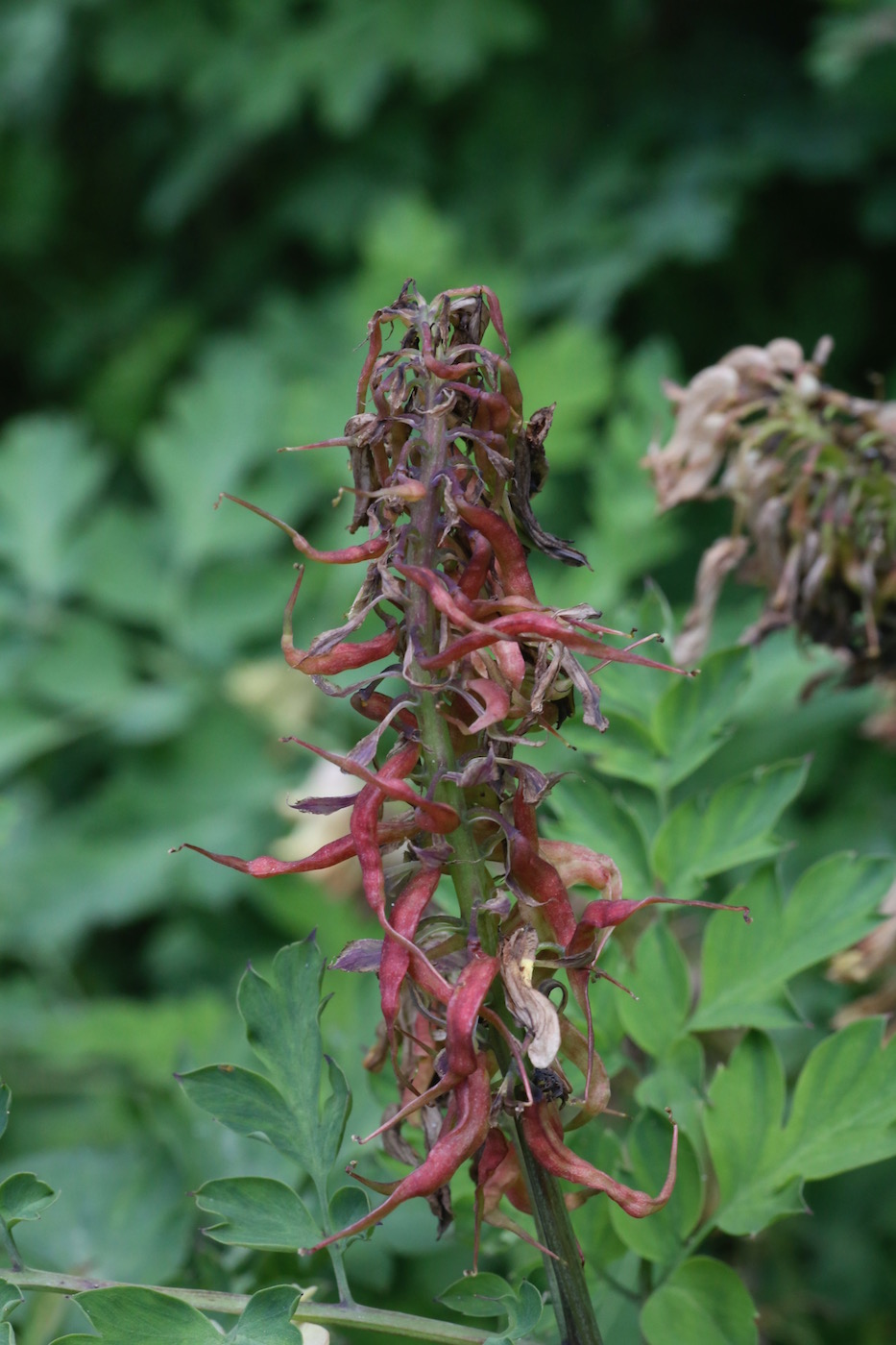 Изображение особи Corydalis semenowii.