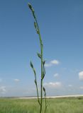 Image of taxon representative. Author is Николай Дегтярёв