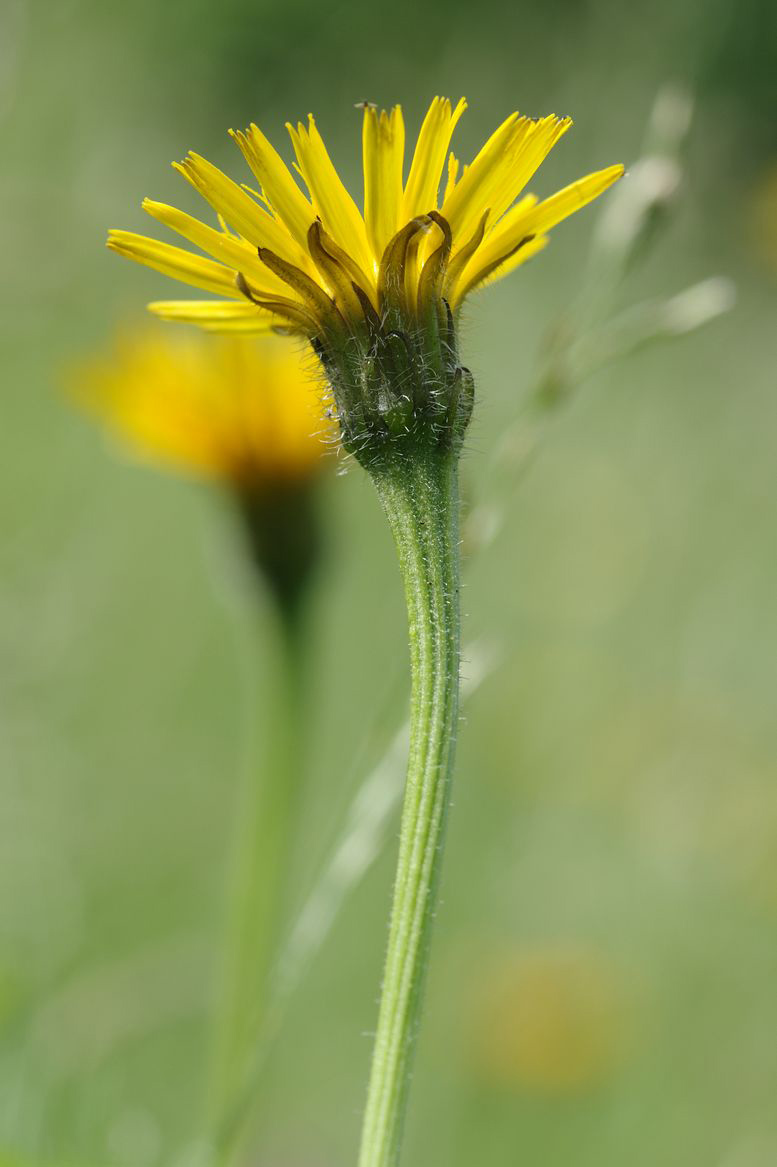 Image of Leontodon hispidus specimen.