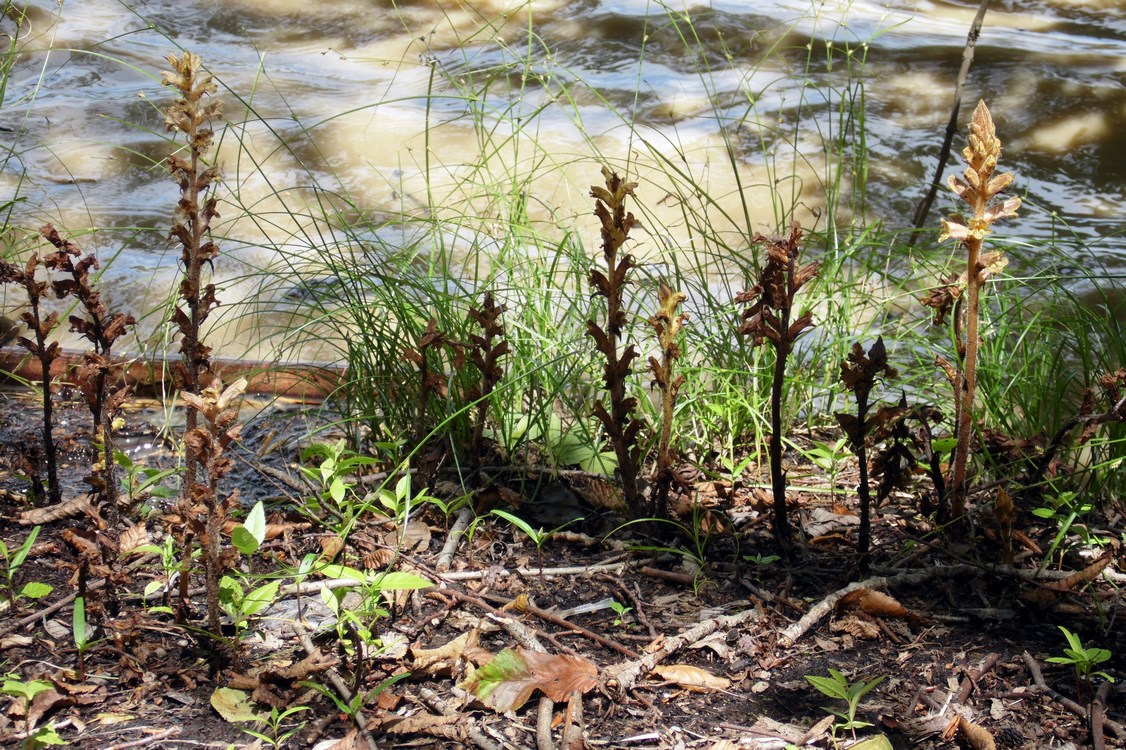 Image of Orobanche laxissima specimen.