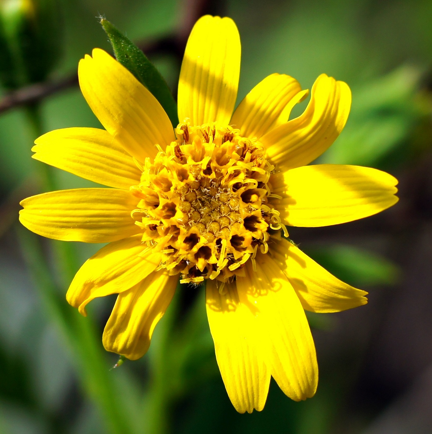 Image of Arnica sachalinensis specimen.