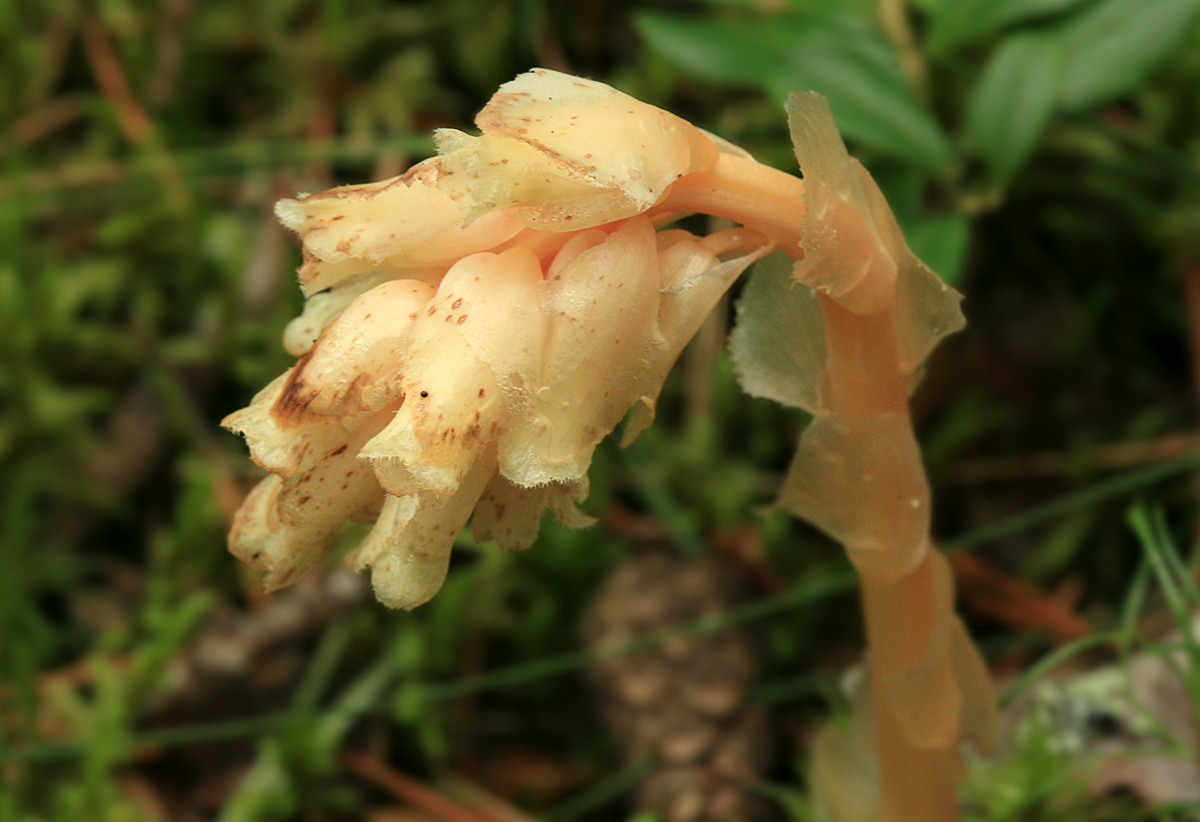 Image of Hypopitys monotropa specimen.