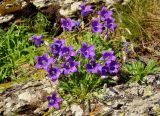 Campanula saxifraga