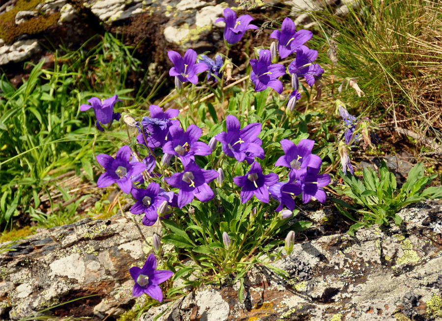 Image of Campanula saxifraga specimen.