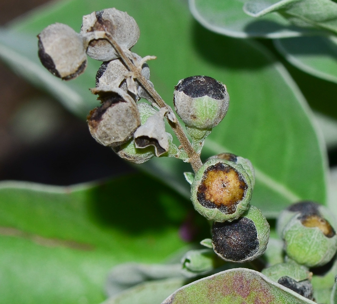 Изображение особи Vitex trifolia ssp. litoralis.