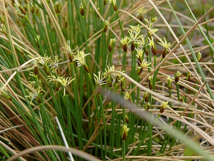 Изображение особи Trichophorum cespitosum.