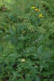 Hieracium lanceolatum. Верхние части растений с нераспустившимися и цветущими соцветиями. Санкт-Петербург, Пушкинский р-н, Павловский парк, под деревьями. 14.07.2016.