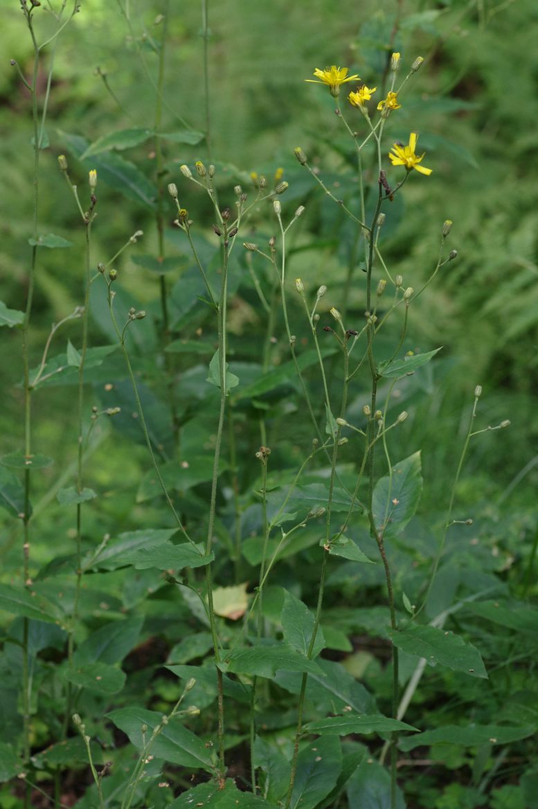 Image of Hieracium lanceolatum specimen.