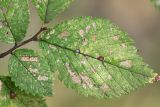 genus Ulmus