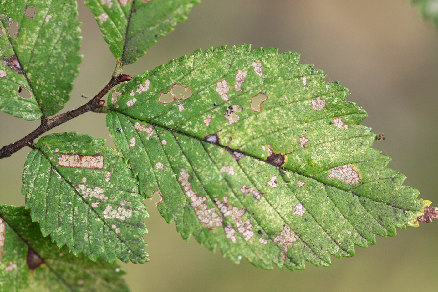 Image of genus Ulmus specimen.