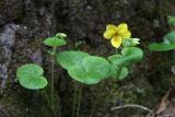 Viola avatschensis